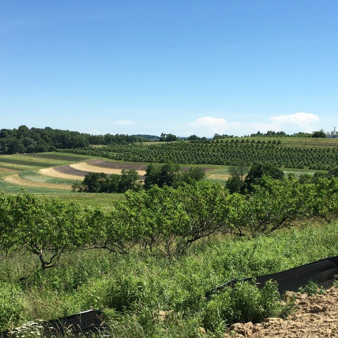 Beautiful view of trees and fields with a bright blue clear sky